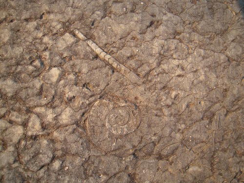 zkamenliny u jedn z cest v Hluboepch